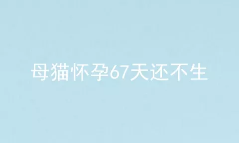 母猫怀孕67天还不生