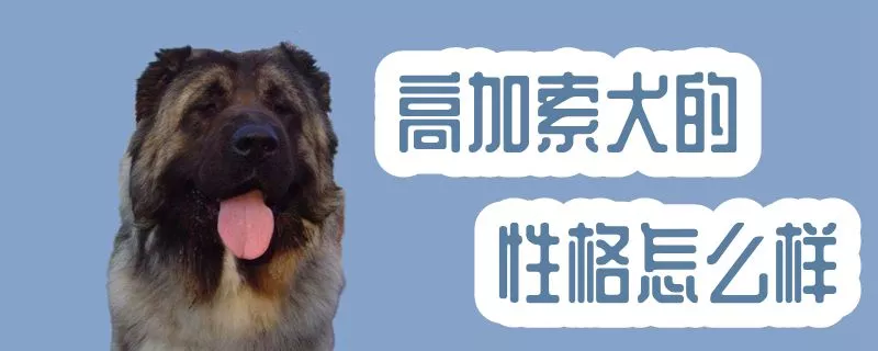 高加索犬的性格怎么样