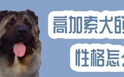 高加索犬的性格怎么样