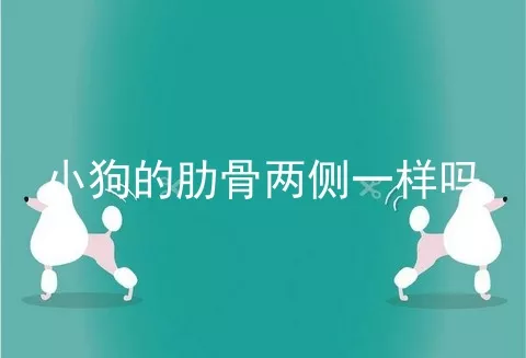 小狗的肋骨两侧一样吗