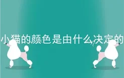 小猫的颜色是由什么决定的