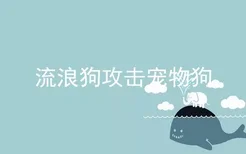 流浪狗攻击宠物狗