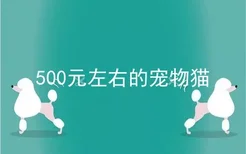 500元左右的宠物猫