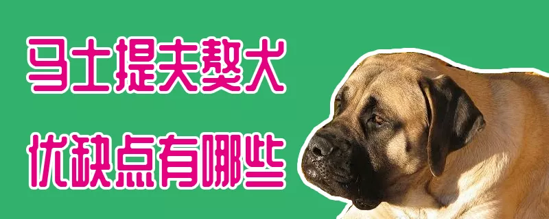 马士提夫獒犬优缺点有哪些