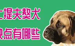 马士提夫獒犬优缺点有哪些