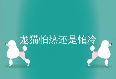 龙猫怕热还是怕冷