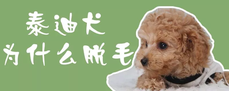 泰迪犬为什么脱毛1