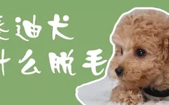 泰迪犬为什么脱毛