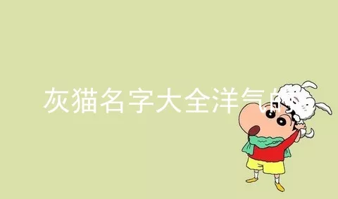 灰猫名字大全洋气的