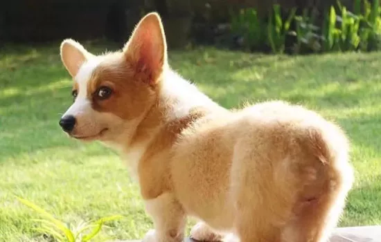 柯基的优缺点你知道吗 柯基犬到底怎么样