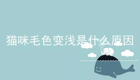 猫咪毛色变浅是什么原因