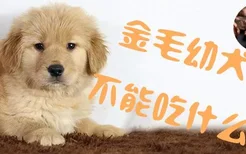 金毛幼犬不能吃什么