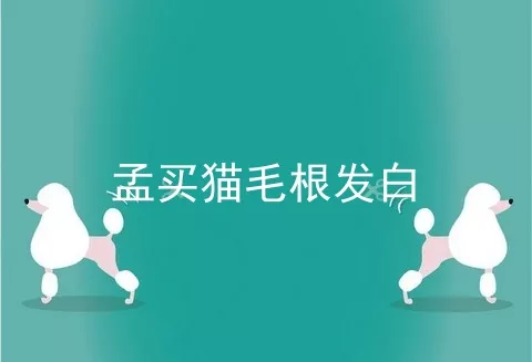 孟买猫毛根发白