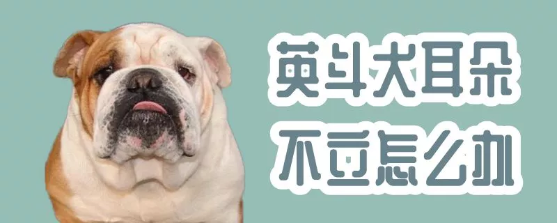 英斗犬耳朵不立怎么办