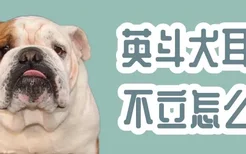 英斗犬耳朵不立怎么办