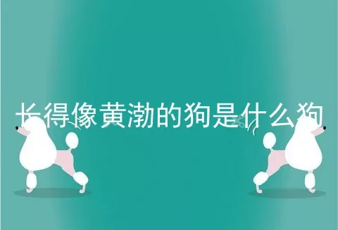 长得像黄渤的狗是什么狗