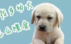 拉布拉多幼犬怎么喂食