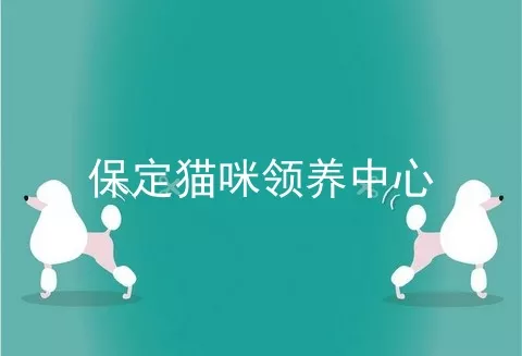 保定猫咪领养中心