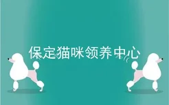 保定猫咪领养中心