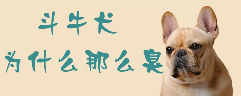 斗牛犬为什么那么臭1