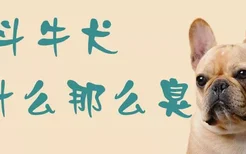 斗牛犬为什么那么臭