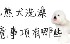 比熊犬洗澡注意事项有哪些