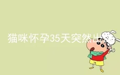 猫咪怀孕35天突然出血