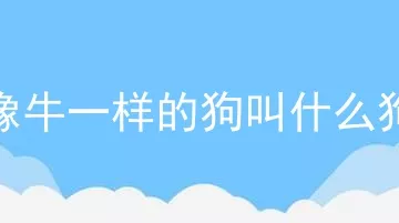 像牛一样的狗叫什么狗