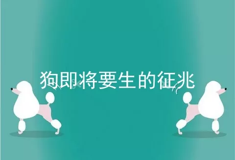 狗即将要生的征兆