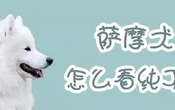 萨摩犬怎么看纯不纯