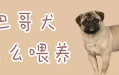 巴哥犬怎么喂养