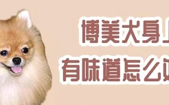 博美犬身上有味道怎么处理