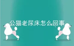 公猫老尿床怎么回事