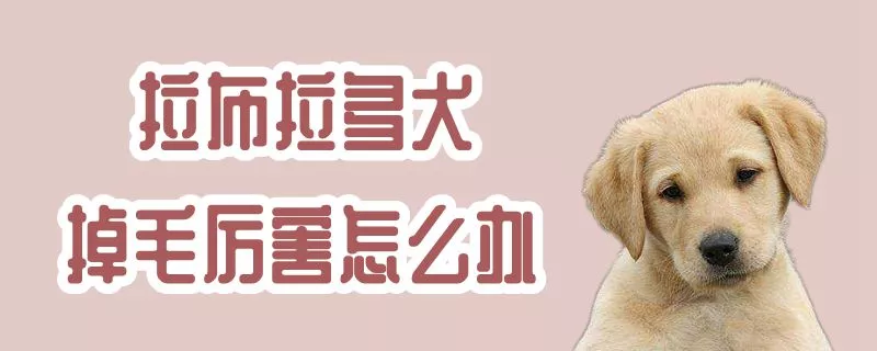 拉布拉多犬掉毛厉害怎么办