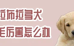 拉布拉多犬掉毛厉害怎么办