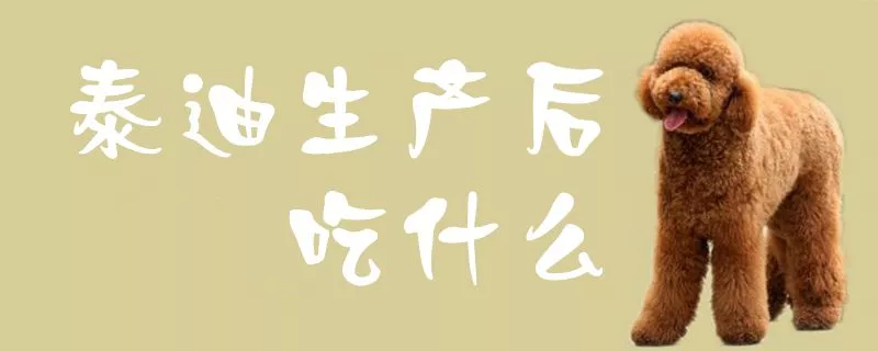 泰迪生产后吃什么1