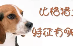 比格猎犬的特征有哪些