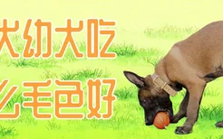 马犬幼犬吃什么毛色好