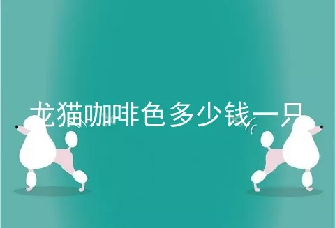 龙猫咖啡色多少钱一只