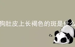 狗肚皮上长褐色的斑是什么