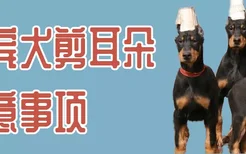 杜宾犬剪耳朵注意事项