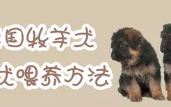 德国牧羊犬幼犬喂养方法