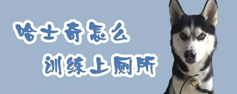 哈士奇怎么训练上厕所