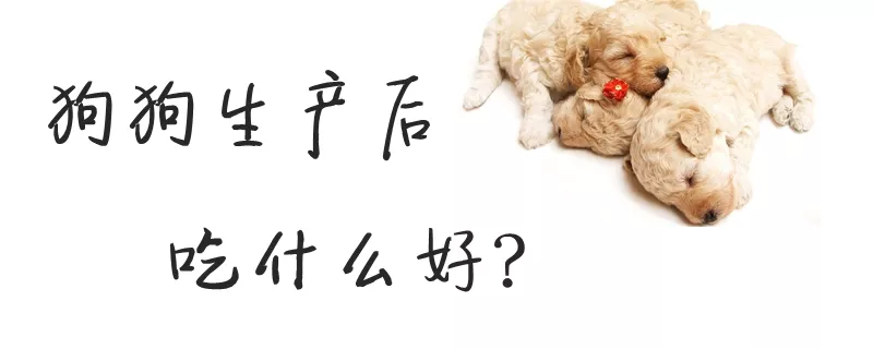 狗狗生产后吃什么好