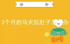 3个月的马犬拉肚子怎么办