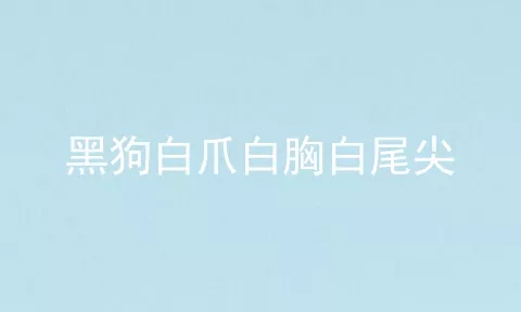 黑狗白爪白胸白尾尖