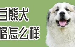 大白熊犬性格怎么样