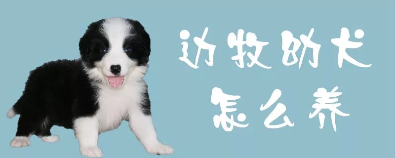 边牧幼犬怎么养1