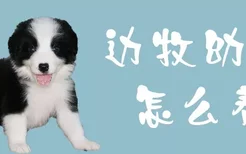 边牧幼犬怎么养