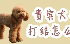 贵宾犬毛打结怎么办